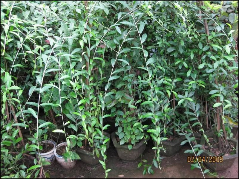 cúc tần ấn độ