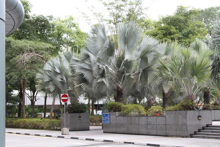 kè bạc