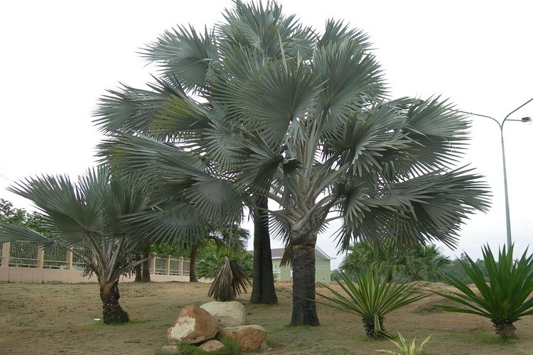 kè bạc