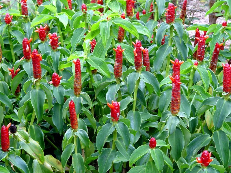 phúc lộc thọ