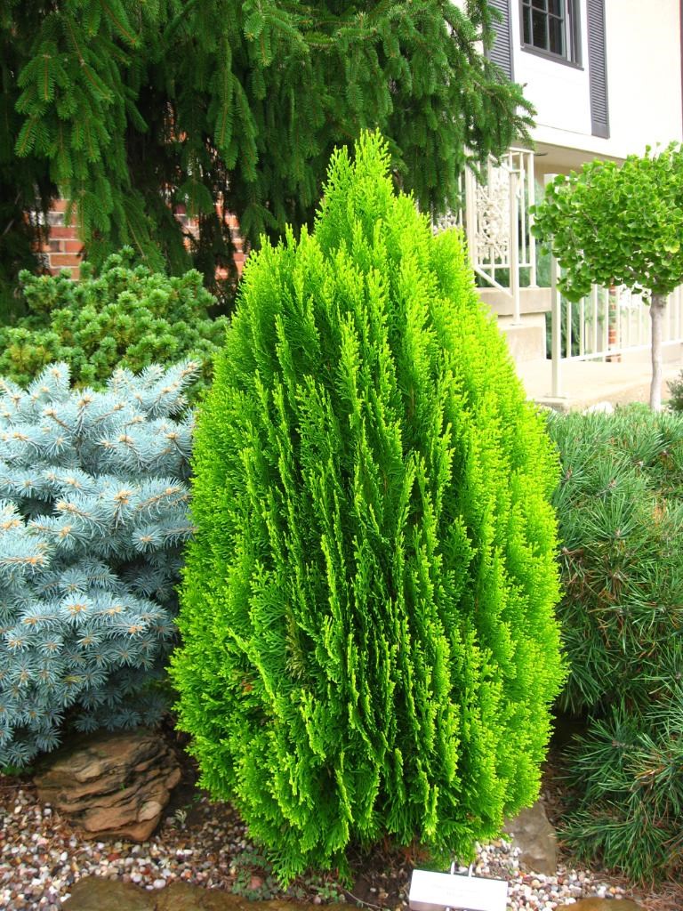 trắc bách diệp