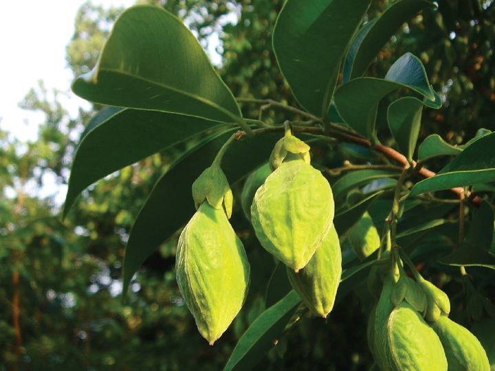 trầm hương
