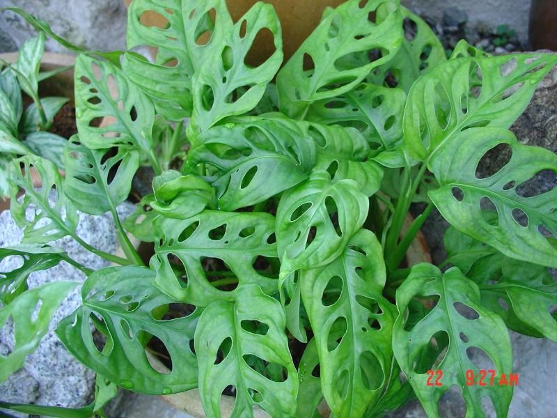 trầu bà lỗ