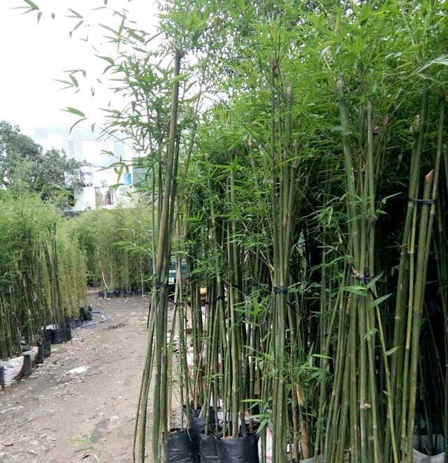 trúc cần câu