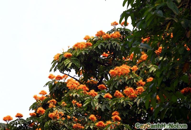 cây vàng anh