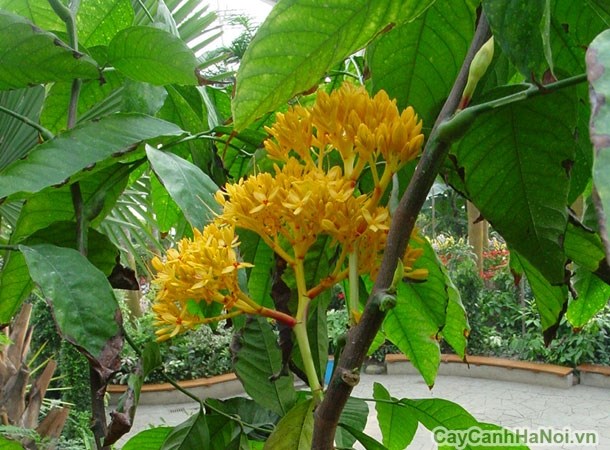 cây vàng anh