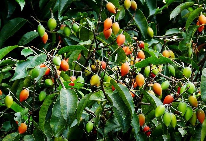 cây sến xanh