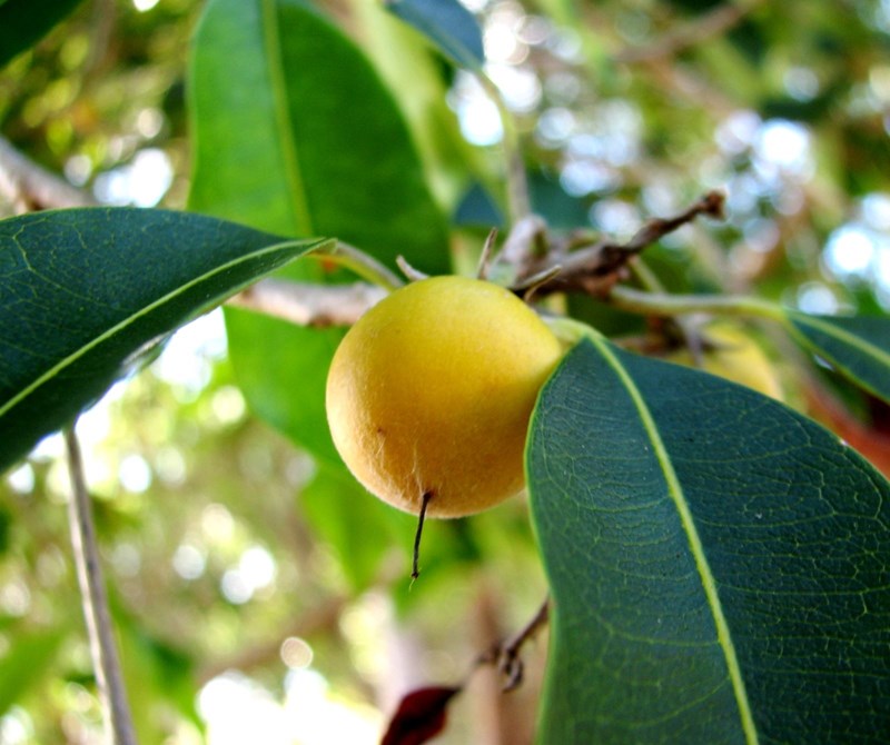 cây sến xanh