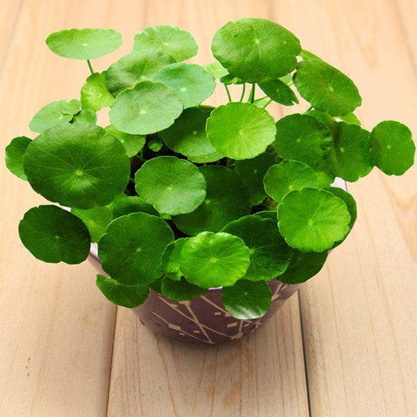 cỏ đồng tiền
