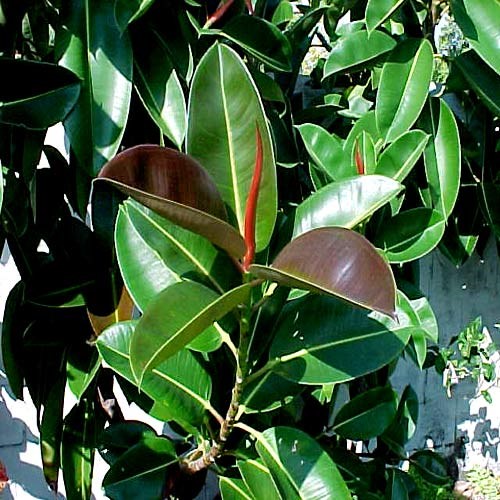 đa búp đỏ