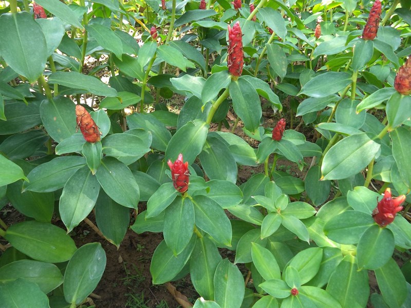 phúc lộc thọ