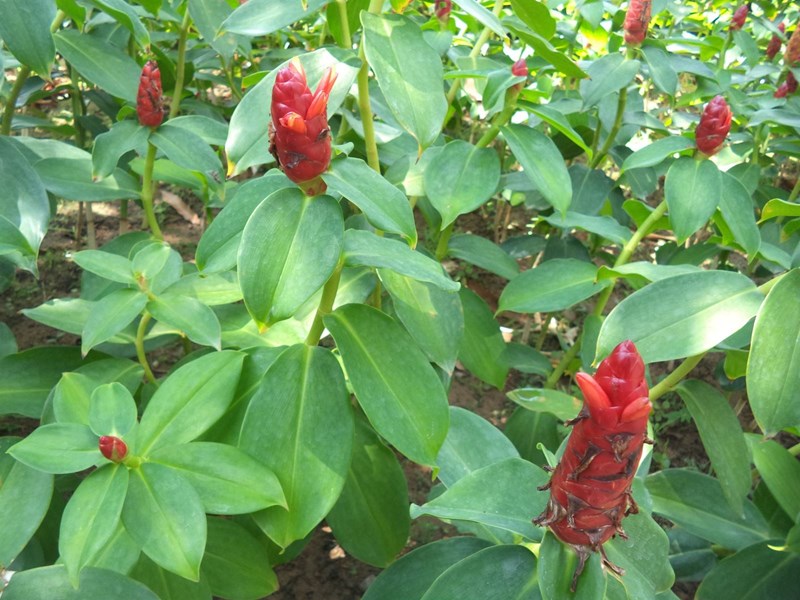 phúc lộc thọ