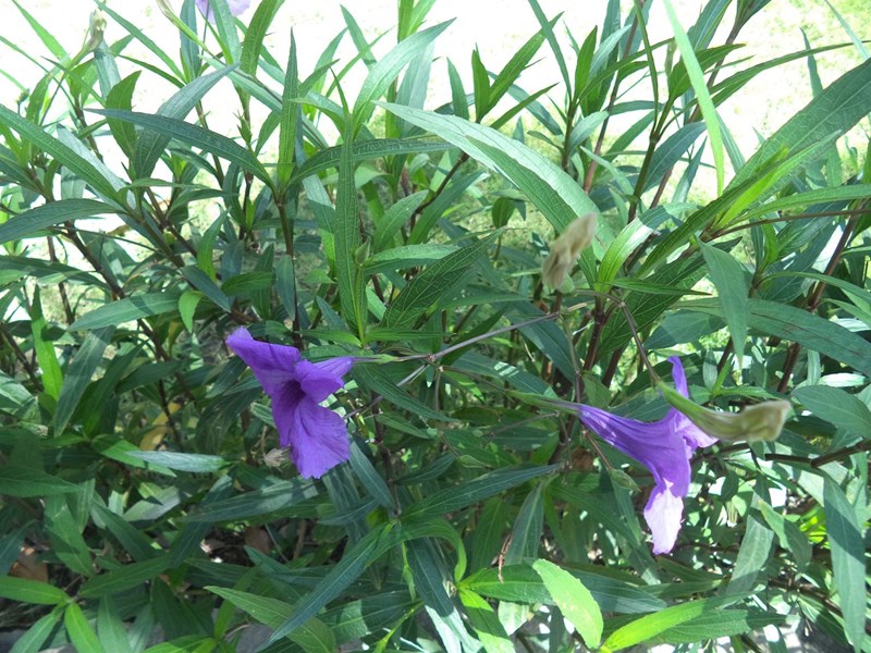 cây chiều tím