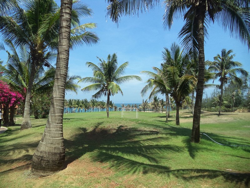 cây dừa