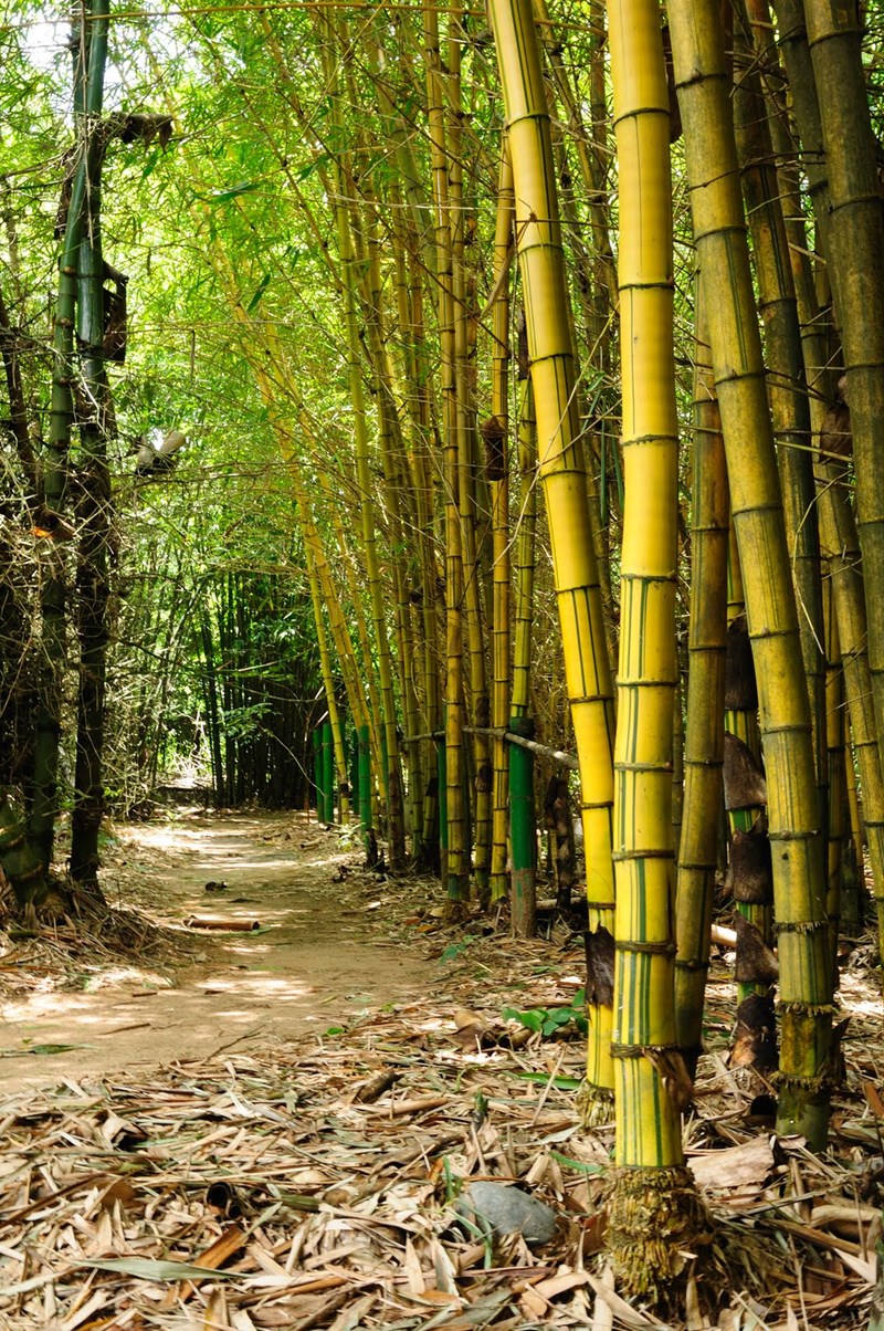tre vàng sọc