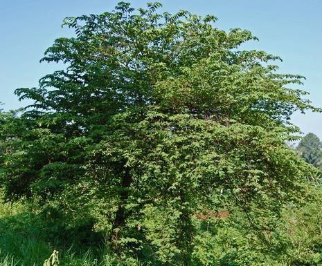 cây trứng cá