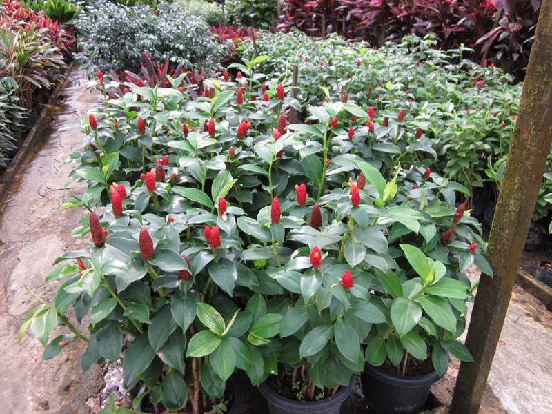 phúc lộc thọ