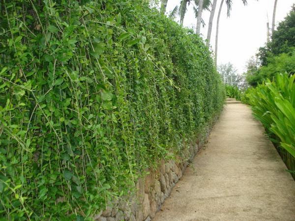 cúc tần ấn độ
