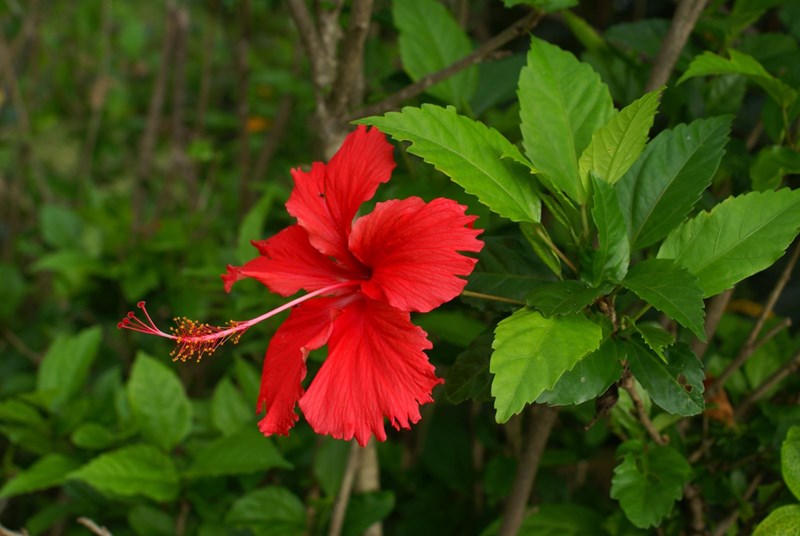 bụp
