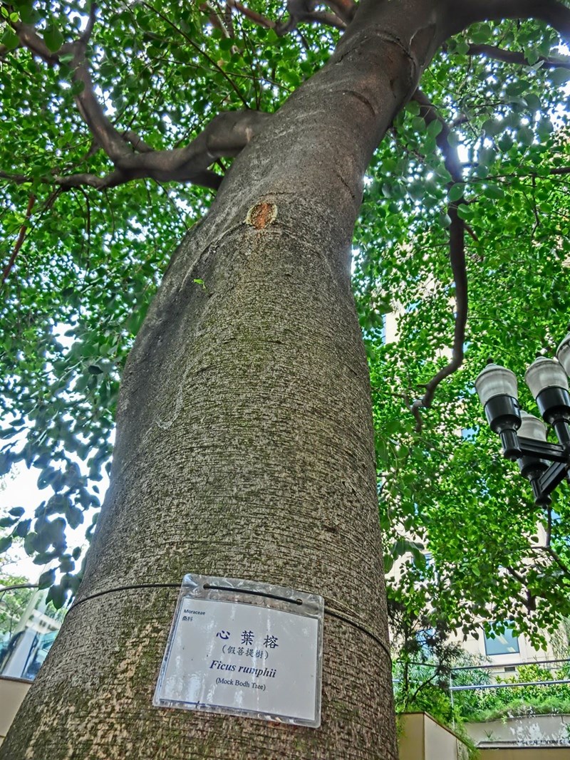 đa lâm vồ