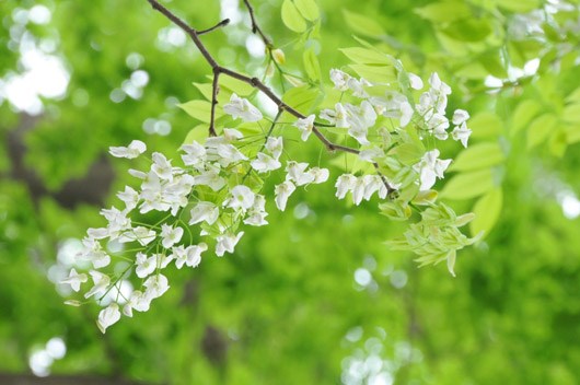sưa trắng