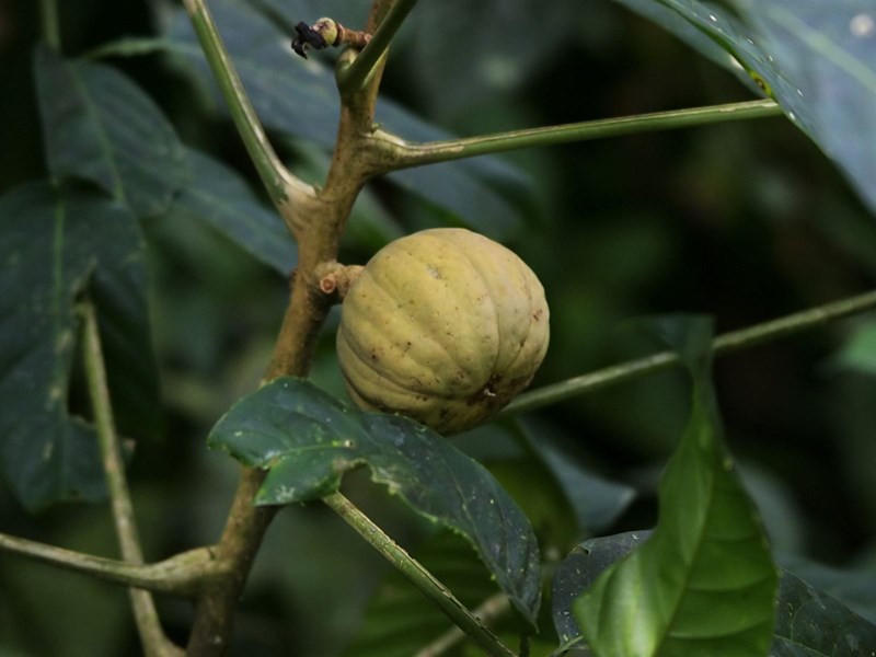 cây vông đồng