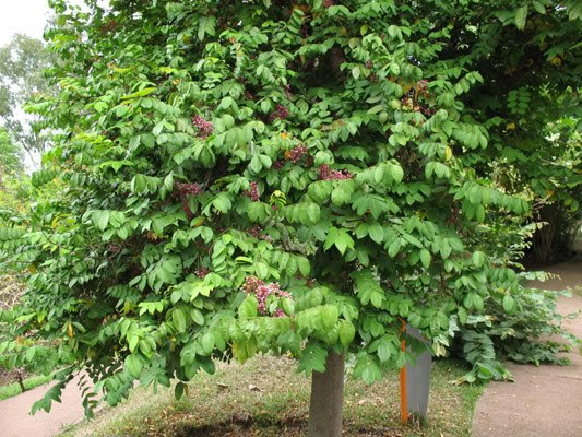 khế