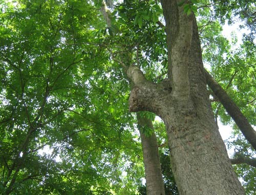 sưa trắng