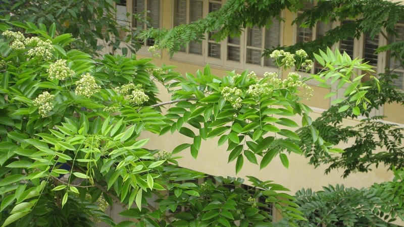sưa đỏ