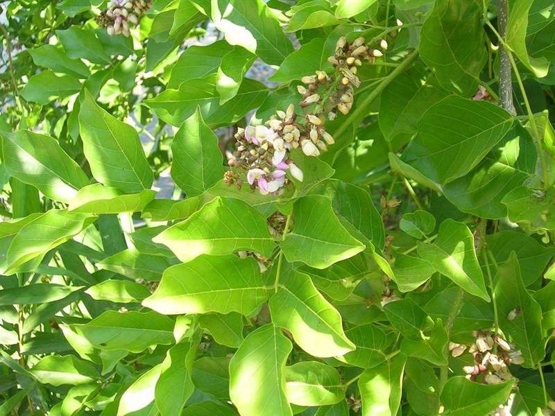 sưa trắng