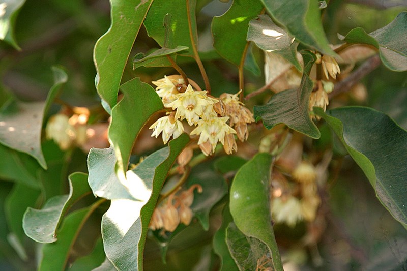 cây sến xanh