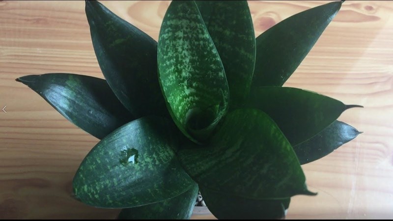 Điệp cúng