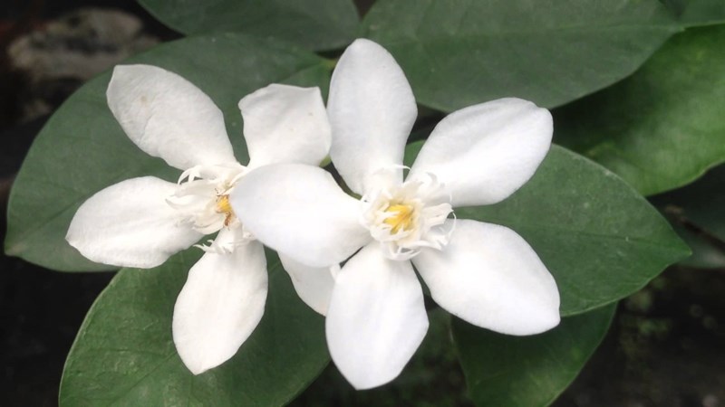 cây mai chỉ thiên