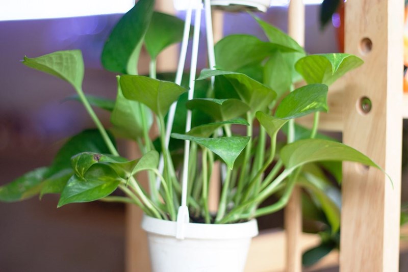trầu bà thái