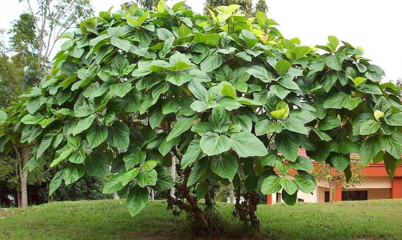 cây vả