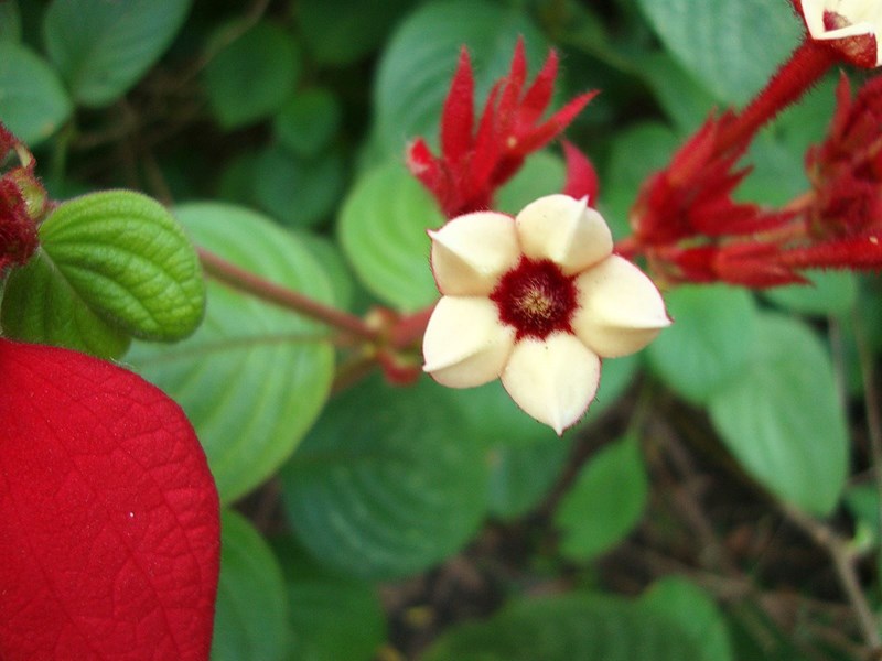 bướm hồng