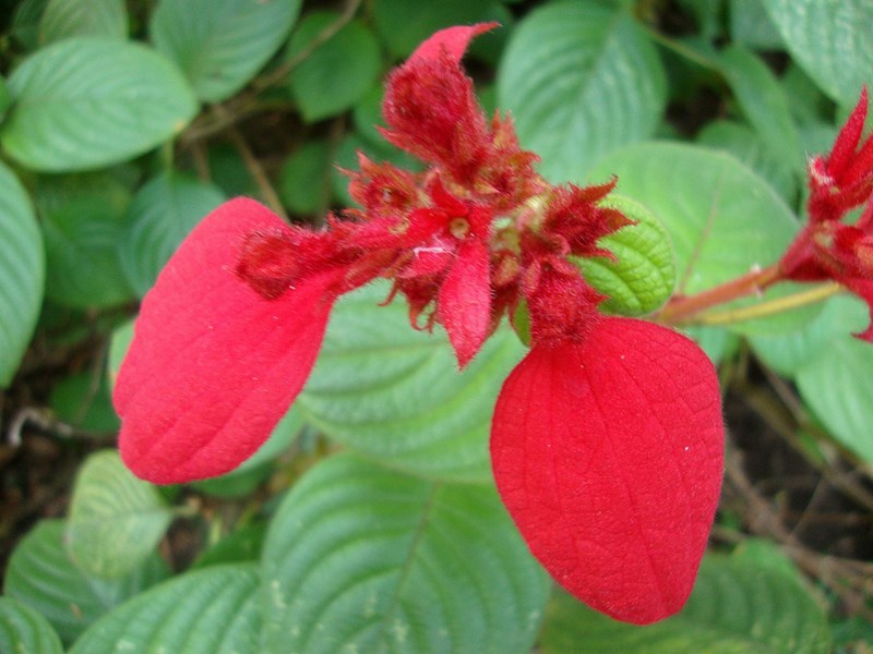 bướm hồng