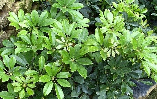 ngũ gia bì