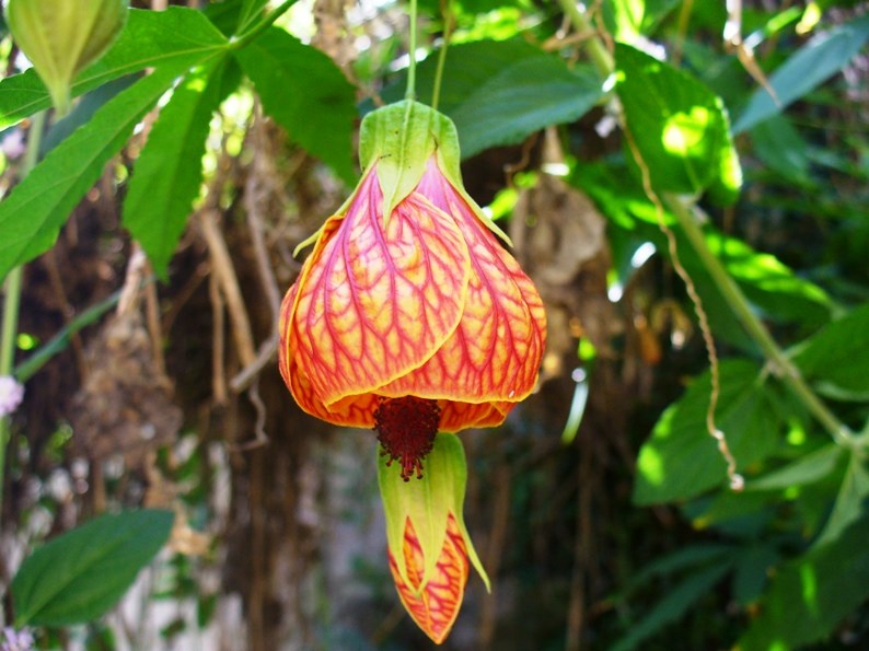 bụp lồng đèn