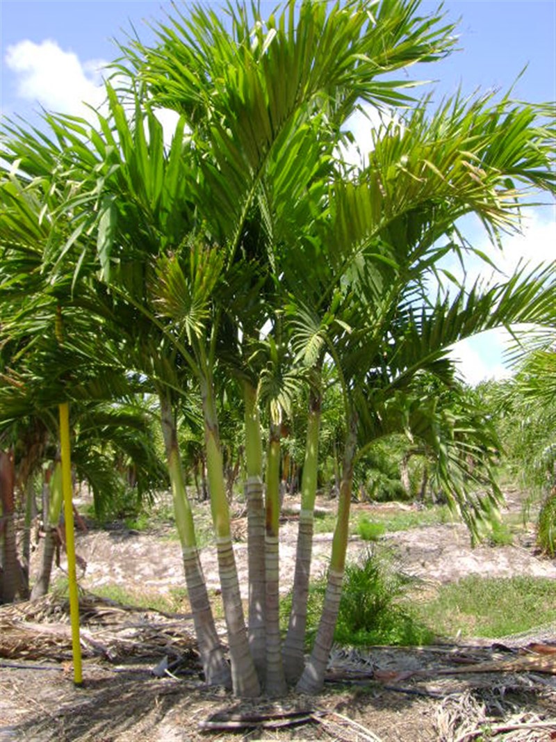 cau bẹ trắng