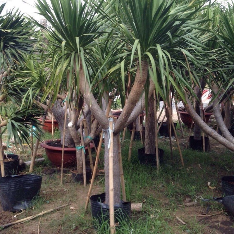 phát tài núi