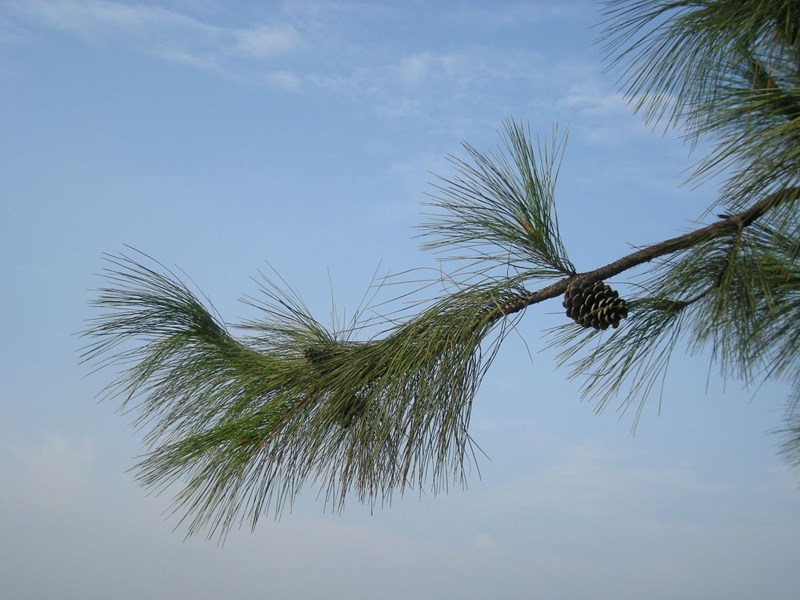 thông đuôi ngựa
