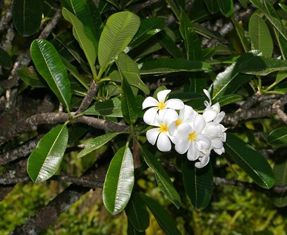 đại tù