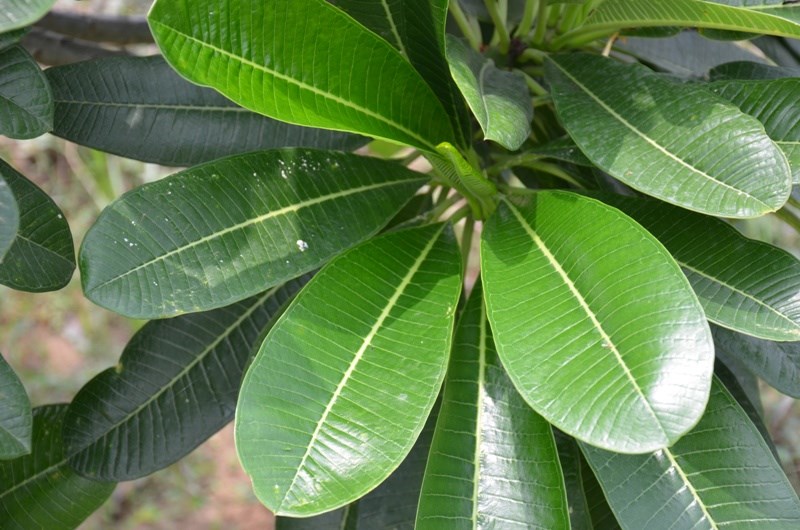 đại tù