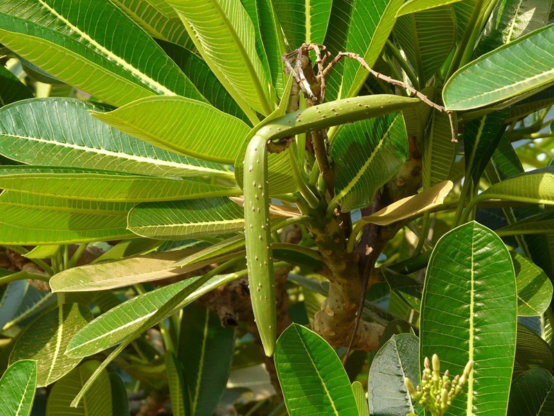 đại tù