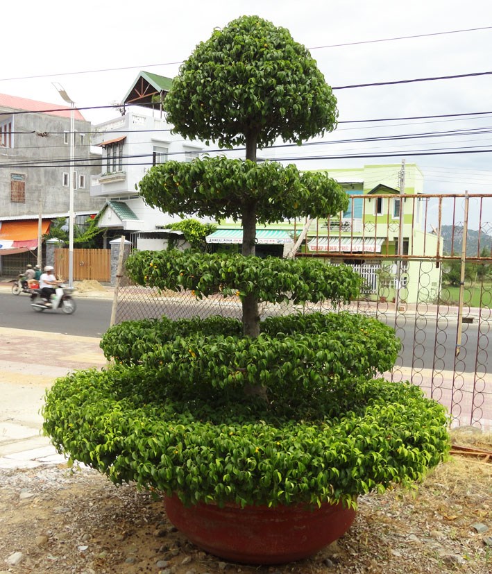 sanh