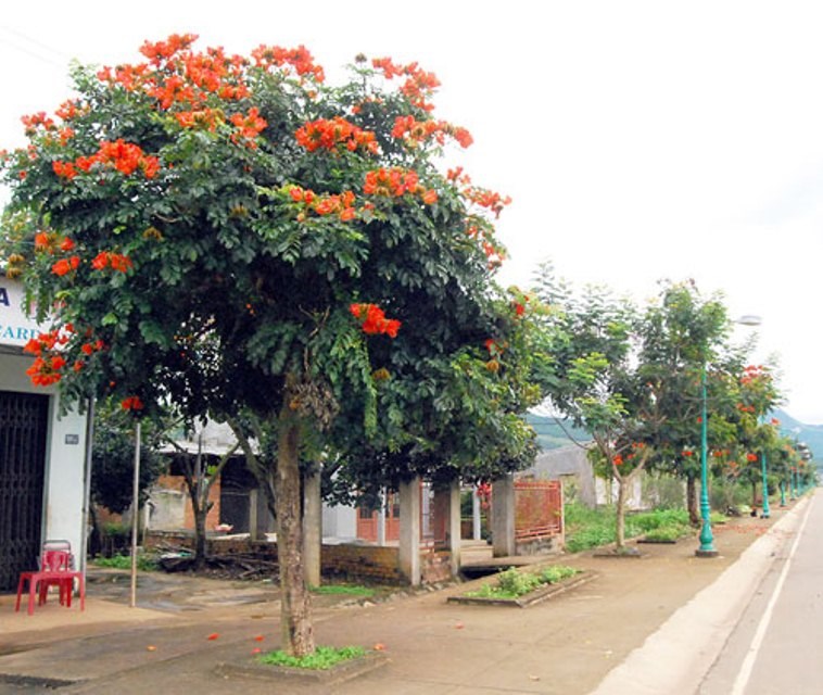 sò đo cam