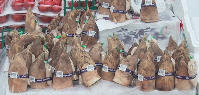 trúc sào