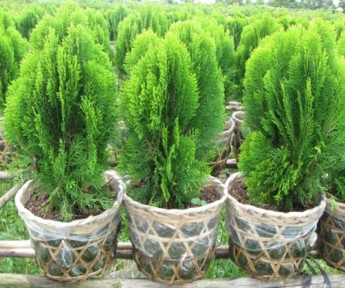 trắc bách diệp