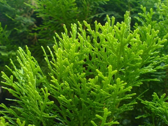 trắc bách diệp